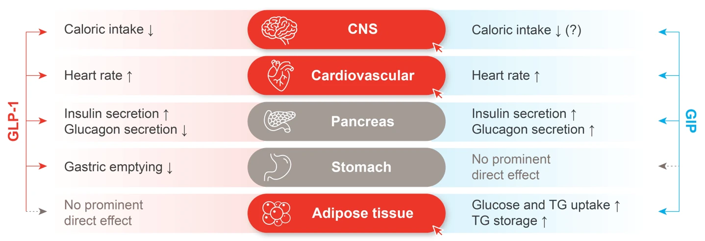 Lilly to Present New Data on Foundayo, Retatrutide, and EloraTZP at EASD 2026