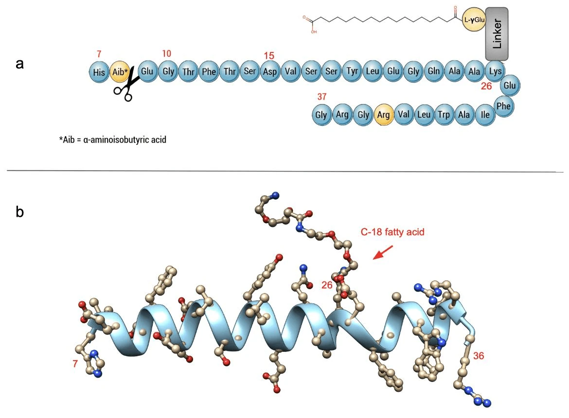 Molecular structure of semaglutide showing the peptide backbone and fatty acid side chain