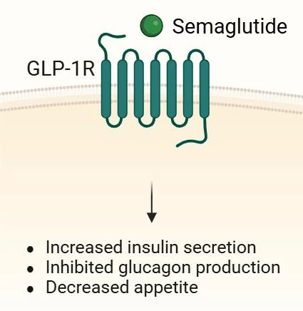 Semaglutide: Mechanism, Applications, Pharmacokinetics and Current Research